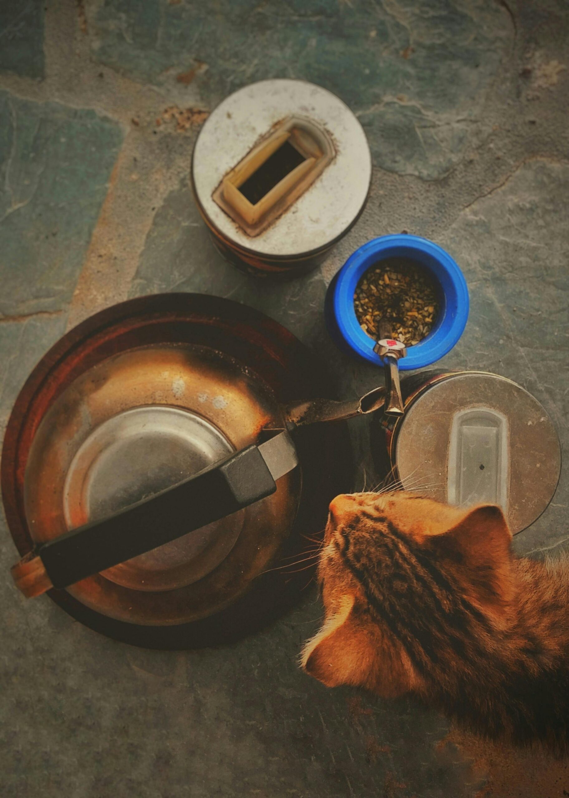 An orange cat looking down at bowls with food.