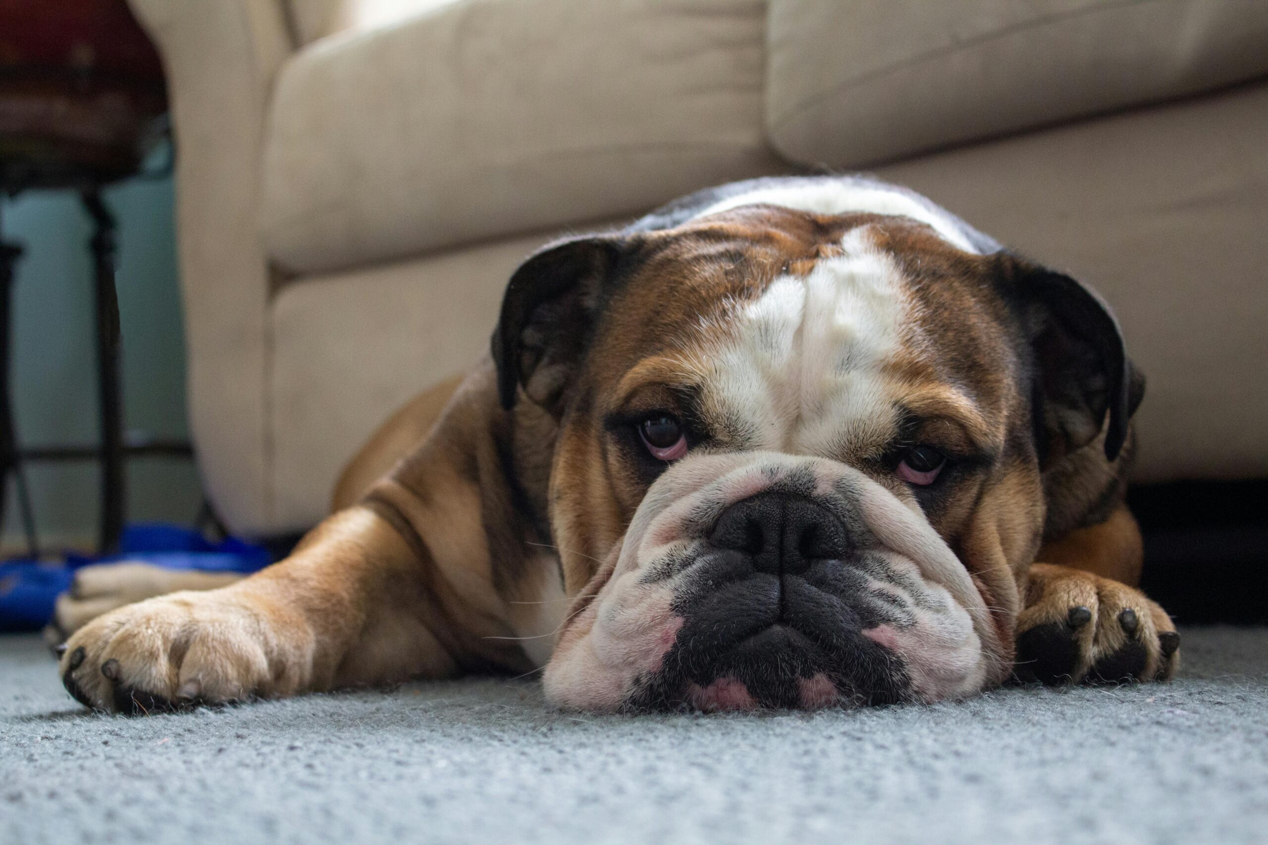 A bored dog lying on the carpet.