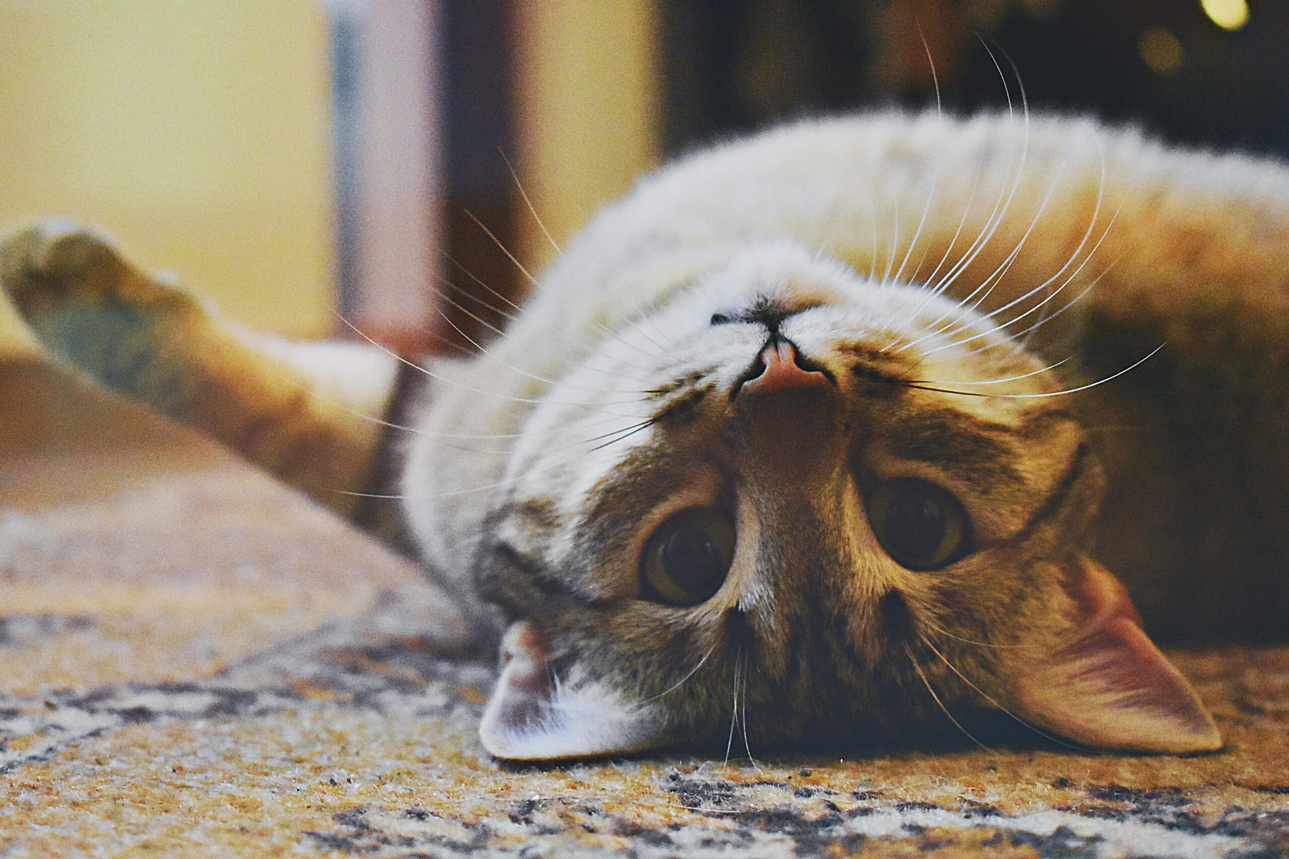 A playful cat lying on it's back looking into the camera.