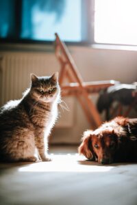 a warm looking picture of a cat and a dog together