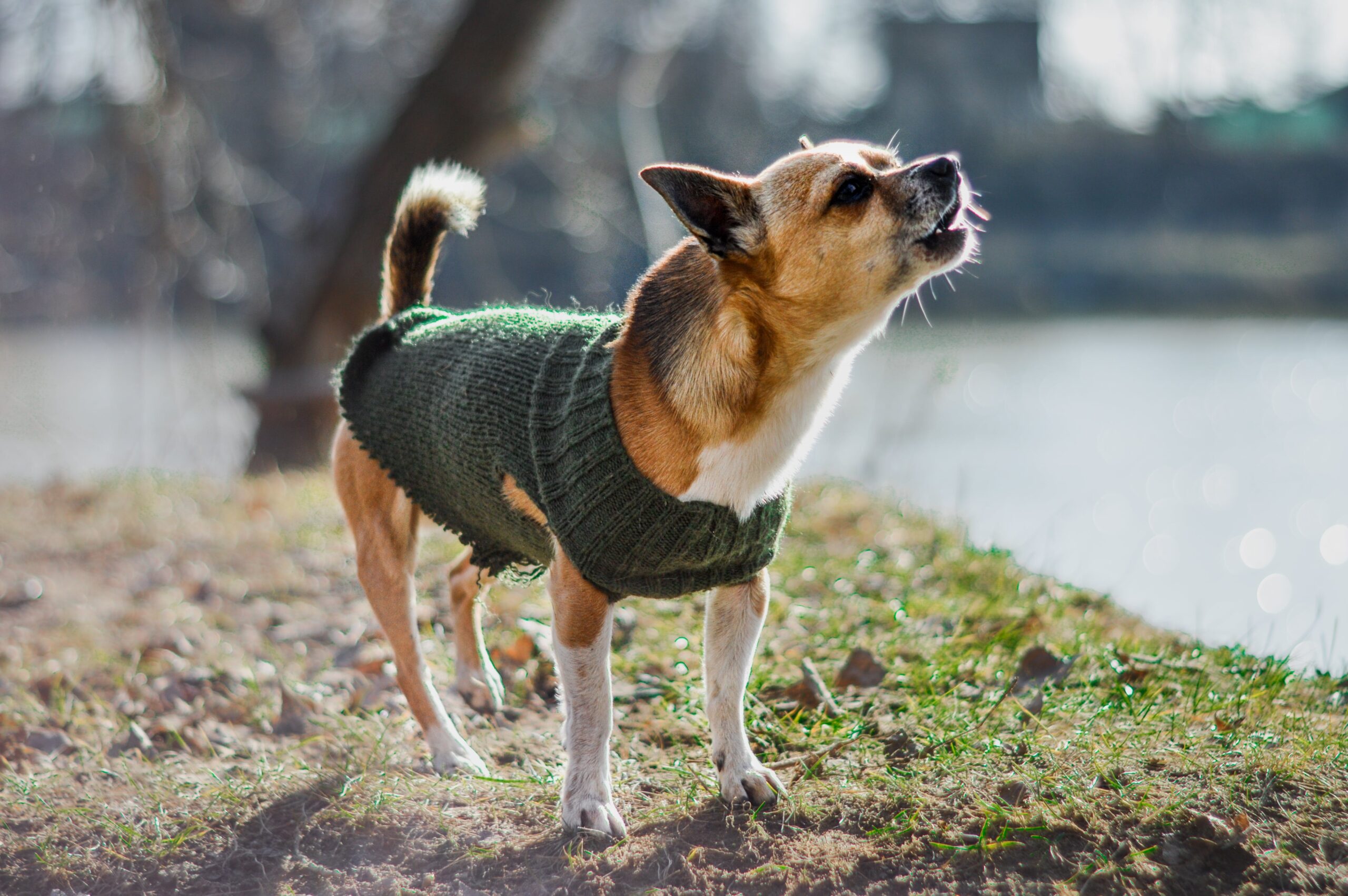 Small barking dog outside wearing a green sweater