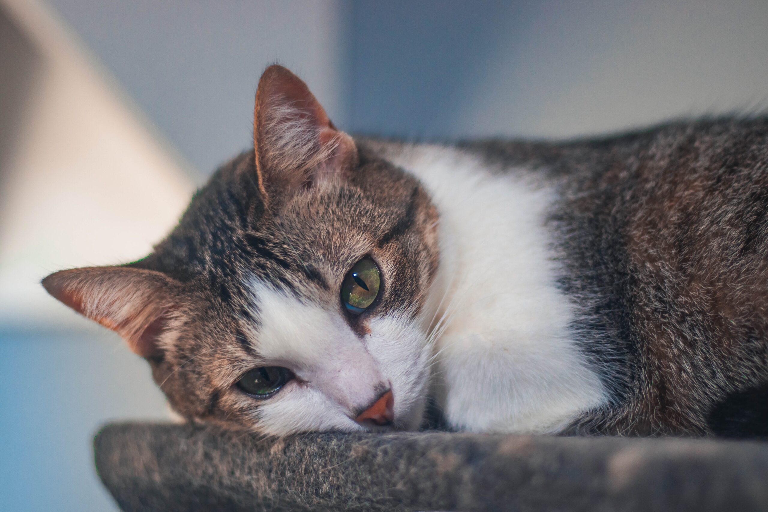 a cat lying on carpet looking like it has no motivation