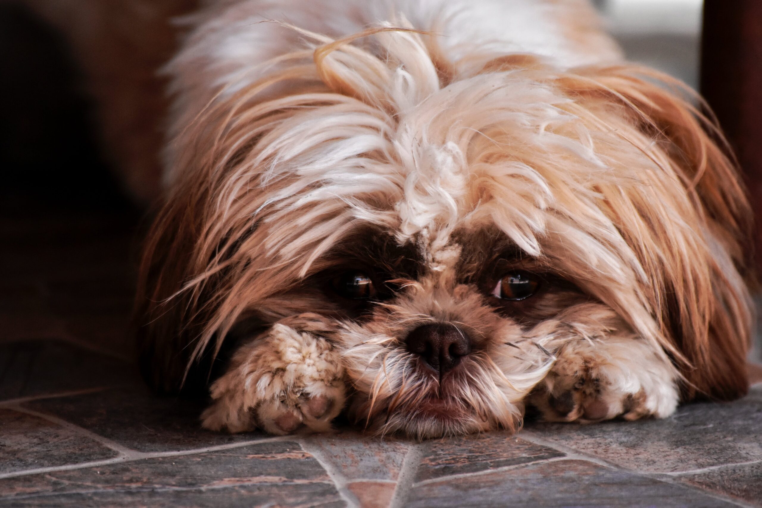 a shaggy looking small dog, with a sad expression