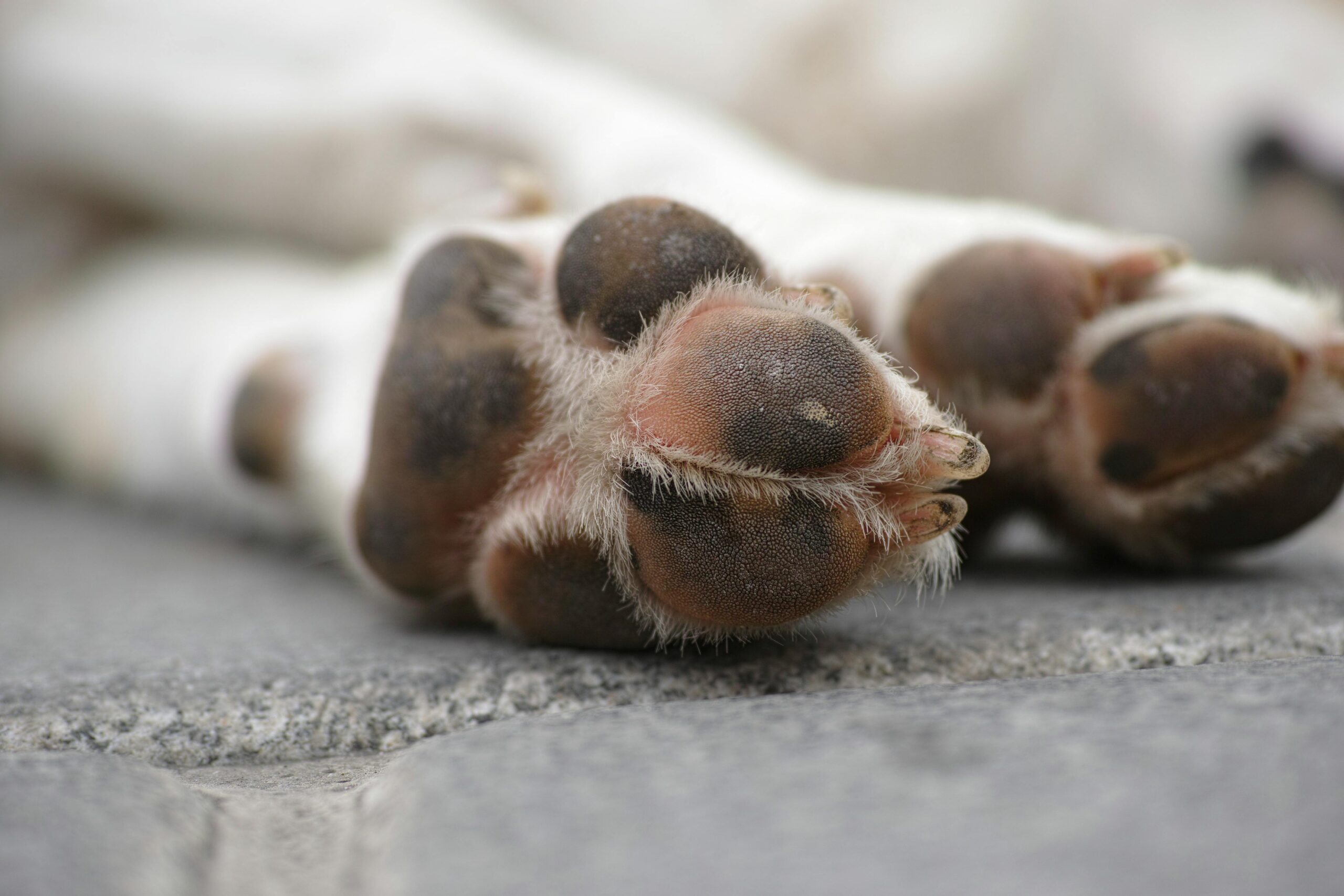 the bottom of a dog's front paws with well-trimmed nails