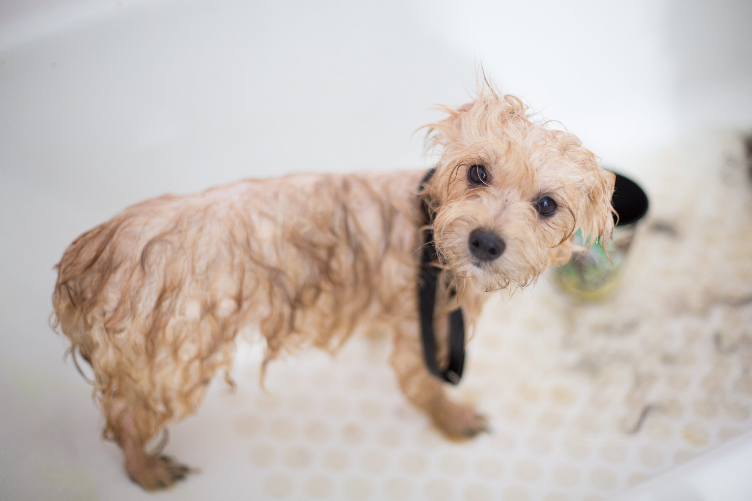 A small dog with wet fur standing in a shower.